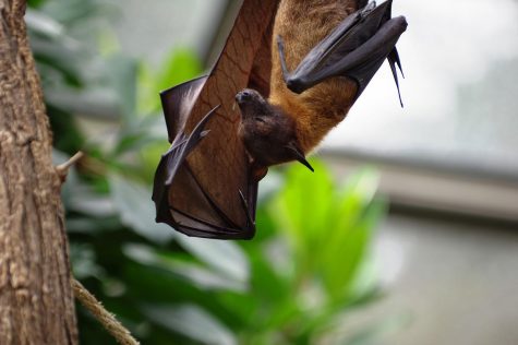 Bats: Do They Deserve Their Reputation?